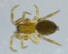Tapinocyba pallens